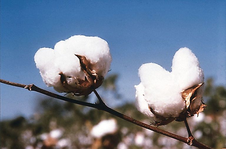 Cotton plant